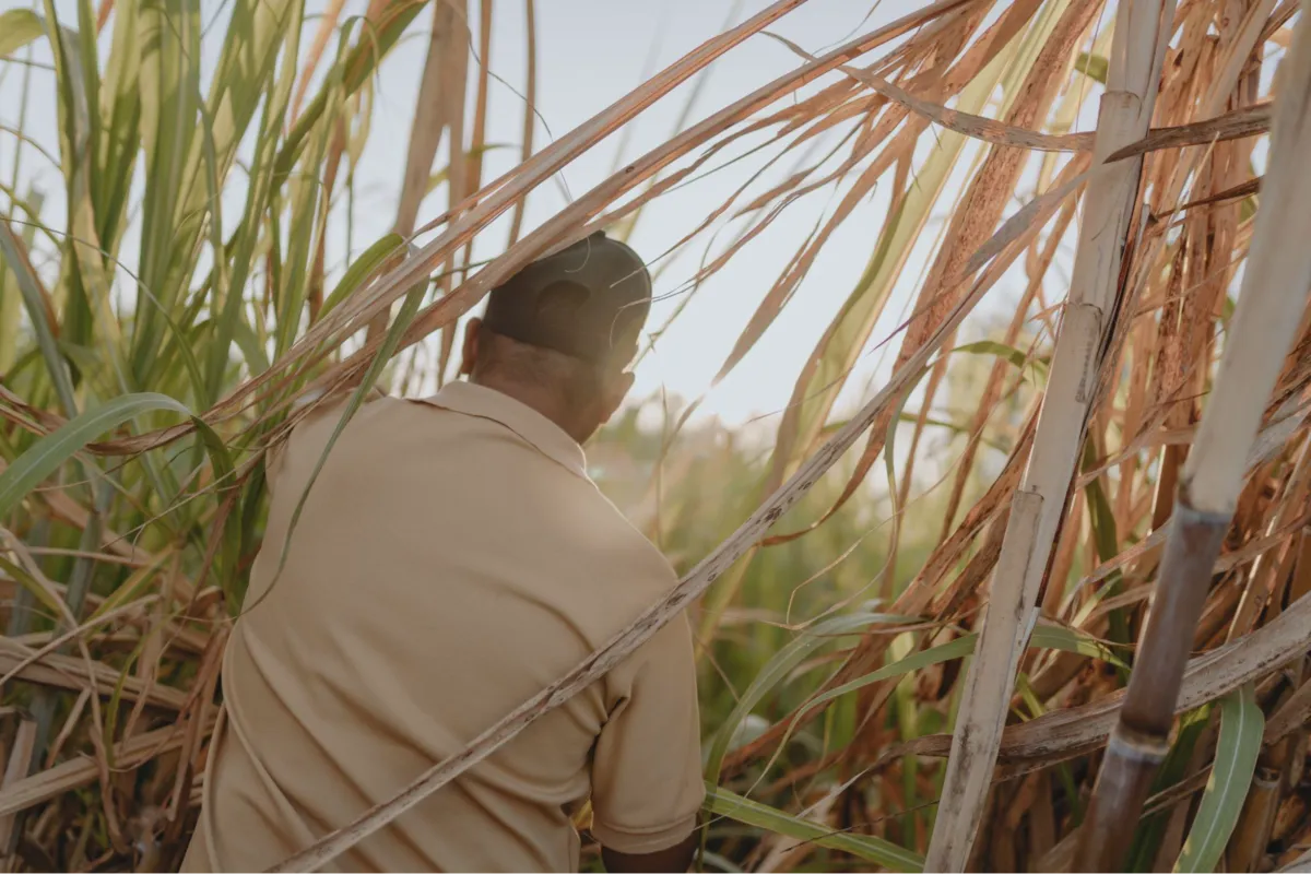 Récolte de canne à sucre chez Diplomático